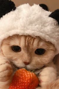 Mikkke 煙台南山皇冠假日酒店優惠