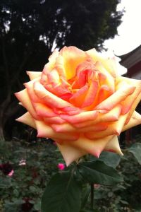 Anyfoshan 漫天遊酒店公寓（深圳海上世界店）優惠