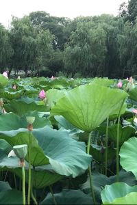 1595189**** 夢宿三代目まえふじ クーポン