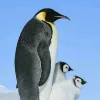 Avatar 1