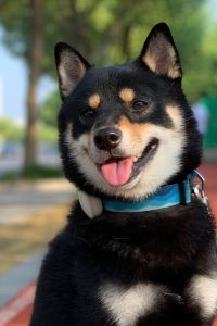 Dalele1988 安吉龍山亞朵飯店優惠