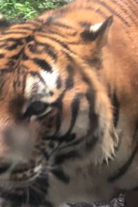 Feizaikongzhongdesuliaodai 大阪河邊飯店優惠