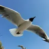 Avatar 1