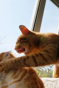 Yizhicaomeidangao 峇里島阿雅娜水療度假酒店優惠