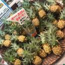 訪客用戶