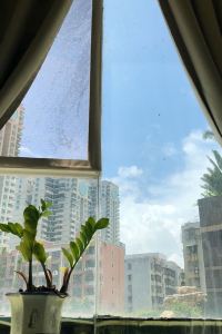 windleef