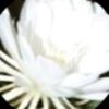 user-icon