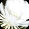 user-icon