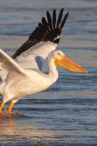 pelican2222 弗雷斯諾優勝美地拉坤塔酒店優惠