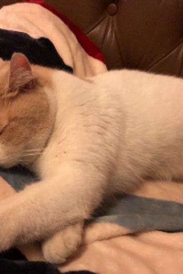 118020**** あたみ石亭 クーポン