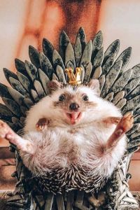 Christinalvxingdaren 深圳福朋喜來登酒店優惠