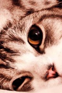 1350183**** 一五岡山飯店優惠