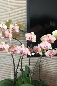 v**** 杭州未來科技城盈陽君亭酒店優惠