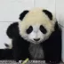 梦中芭蕉雨