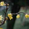 Avatar 3