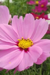 M234099**** 澳門亞洲精品旅館優惠