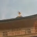 凉凉小四月