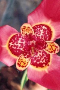 Wuxichunshenjun 江門古兜月泉湖居酒店優惠