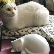 Benxiaojie117 武漢漢口金融中心美侖飯店優惠