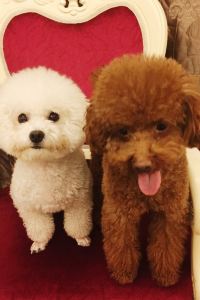 guoyue2513 芭堤雅盛泰瀾幻影海灘度假村 （SHA Extra Plus）優惠