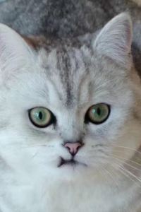 Ailisimanyoushijie 松江東急卓越大飯店優惠