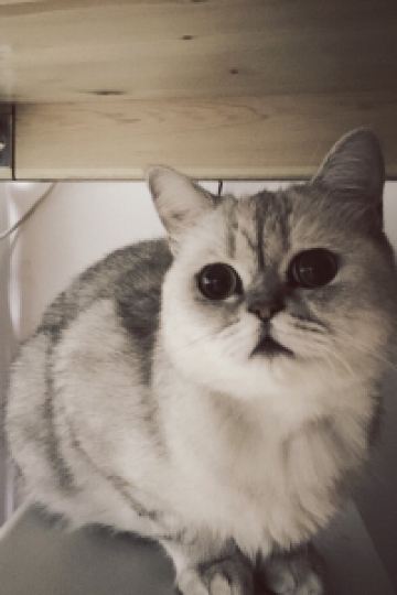 M28934**** 白井屋ホテル クーポン