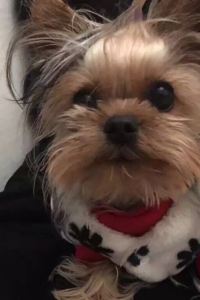 Baby 上海魯能JW萬豪侯爵酒店優惠