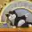 猫咪不肥