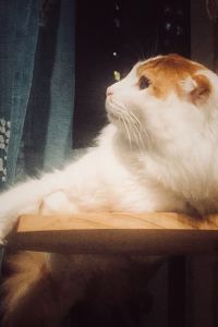 M227921**** 高野山別格本山 总持院 クーポン