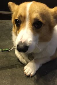 訪客用戶 汕頭潮陽希爾頓歡朋飯店優惠