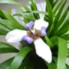 Avatar 1