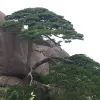 Avatar 1