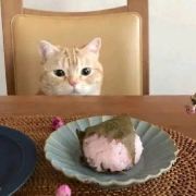 Zhuzhuxiaolizi 西鉄ホテル クルーム 博多 クーポン
