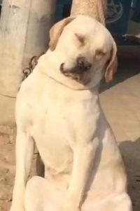 Wuqiqi 順德華美達酒店（佛山樂從傢俱城店）優惠