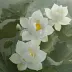 阿黛adel