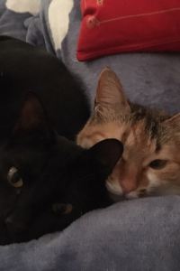 M51651**** 曼哈奧克蘭機場飯店優惠