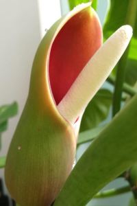 Pingguodashu1234 曼谷通羅宿之橋套房飯店優惠