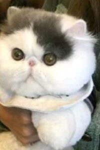 duoduo44 下呂溫泉 湯之島館優惠