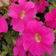 M263705**** 瀘沽湖晏坐湖景清奢民宿（大落水村店）優惠