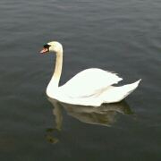 scottwyz 薩提卡高級哈亞烏魯雅加達酒店優惠