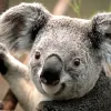 Avatar 1