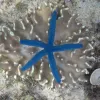 Avatar 2