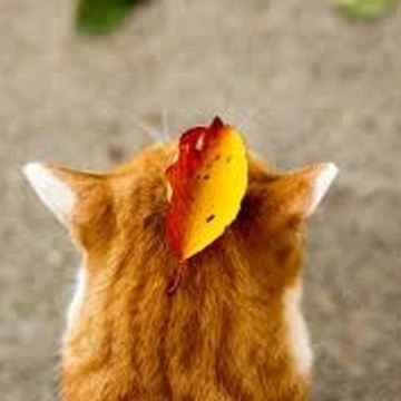 head-img