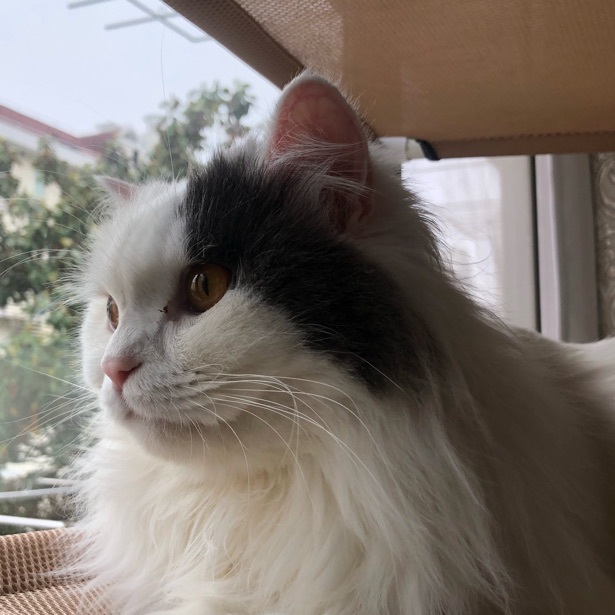 sarah小piu