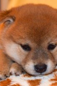 M313099**** 上海虹橋機場城際飯店優惠