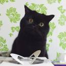 Xuanzekunnanzhengfanle