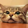 Avatar 1