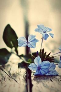 The day after tomorrow 南京紫清湖温泉度假酒店優惠