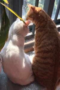 Dudushigetanchimao 相鐵FRESA飯店-名古屋站櫻通口優惠