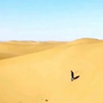 东张西望望东西